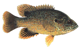 greensunfish.gif (23711 bytes)