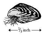mussel.gif (1142 bytes)